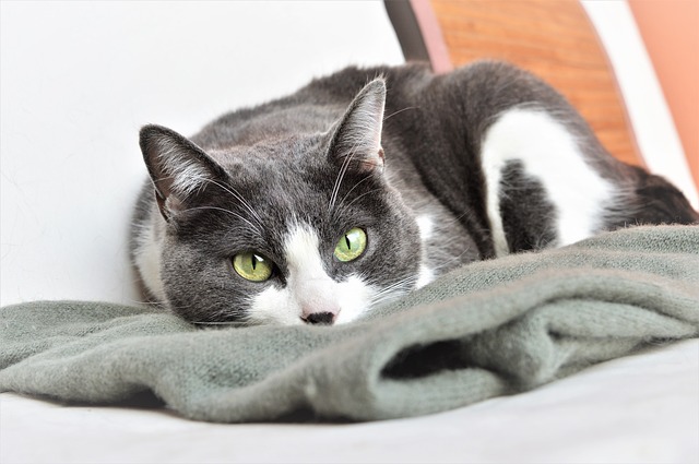 דלקות חניכיים בחתולים - גורמים, אבחון ודרכי טיפול