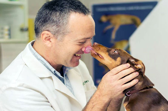 חשיבות חיסונים לכלבים