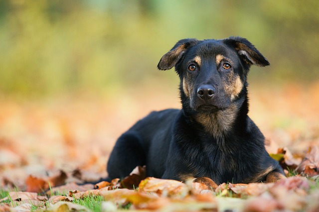 כלב שוכב על האדמה בין העלים - VETS4PETS - טיפול בתולעת הפארק