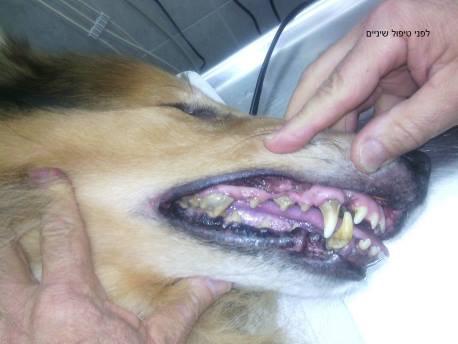 טיפול שיניים לכלב