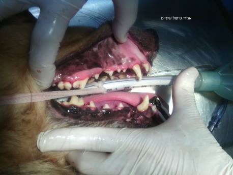 טיפולי שיניים מקצועיים אצל וטרינר