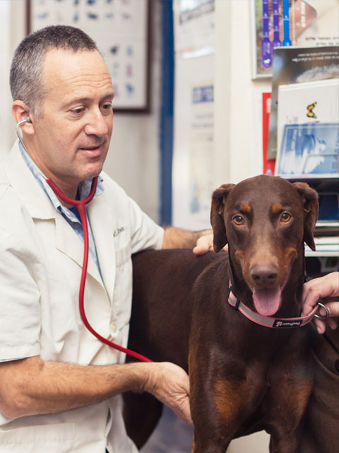 וטרינר בודק כלב - vets4pets חיסונים לכלבים